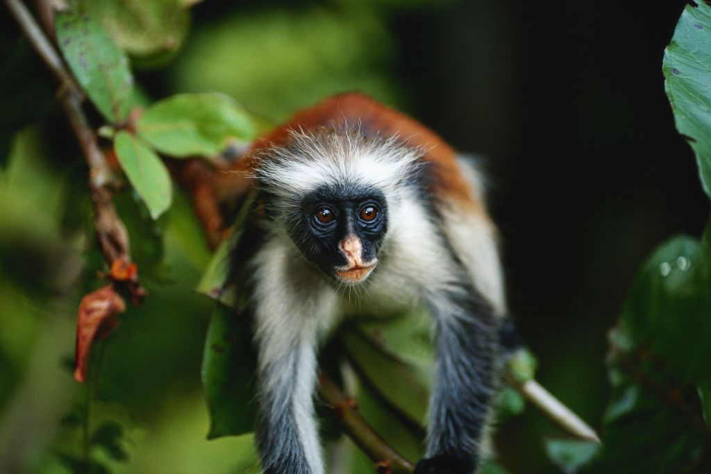 1 Day Zanzibar Red Colobus Monkey and Jozani Forest
